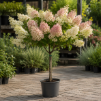 Hortenzia metlinatá (Hydrangea paniculata) ‘MAGICAL ANDES’ - výška 80-100 cm, kont. C10L - NA KMIENKU